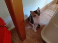 Kitty (1).jpg